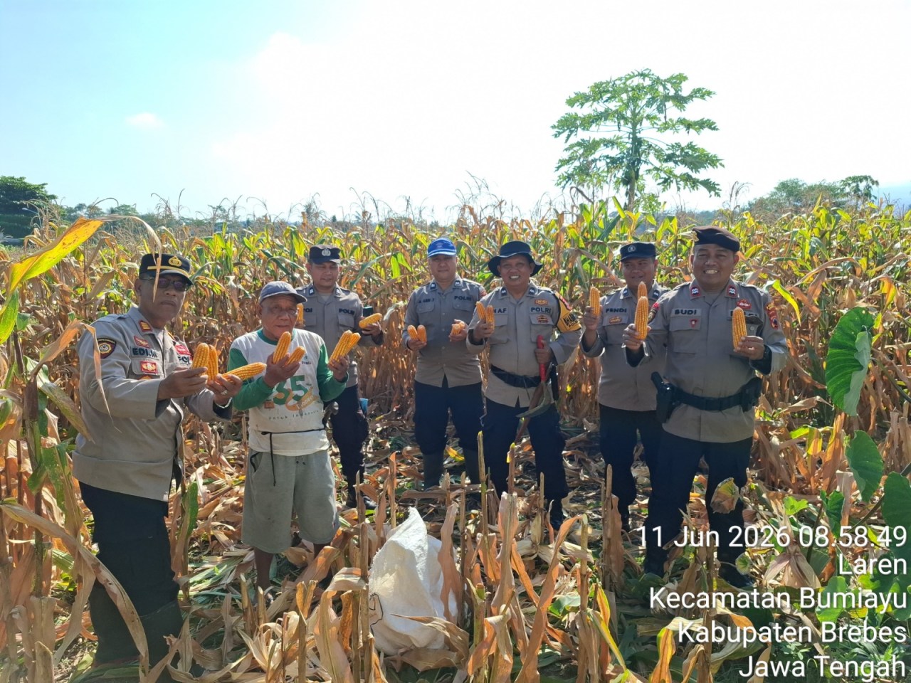 Kapolsek Bumiayu Pimpin Panen Raya Jagung Serentak, Dorong Ketahanan Pangan Nasional