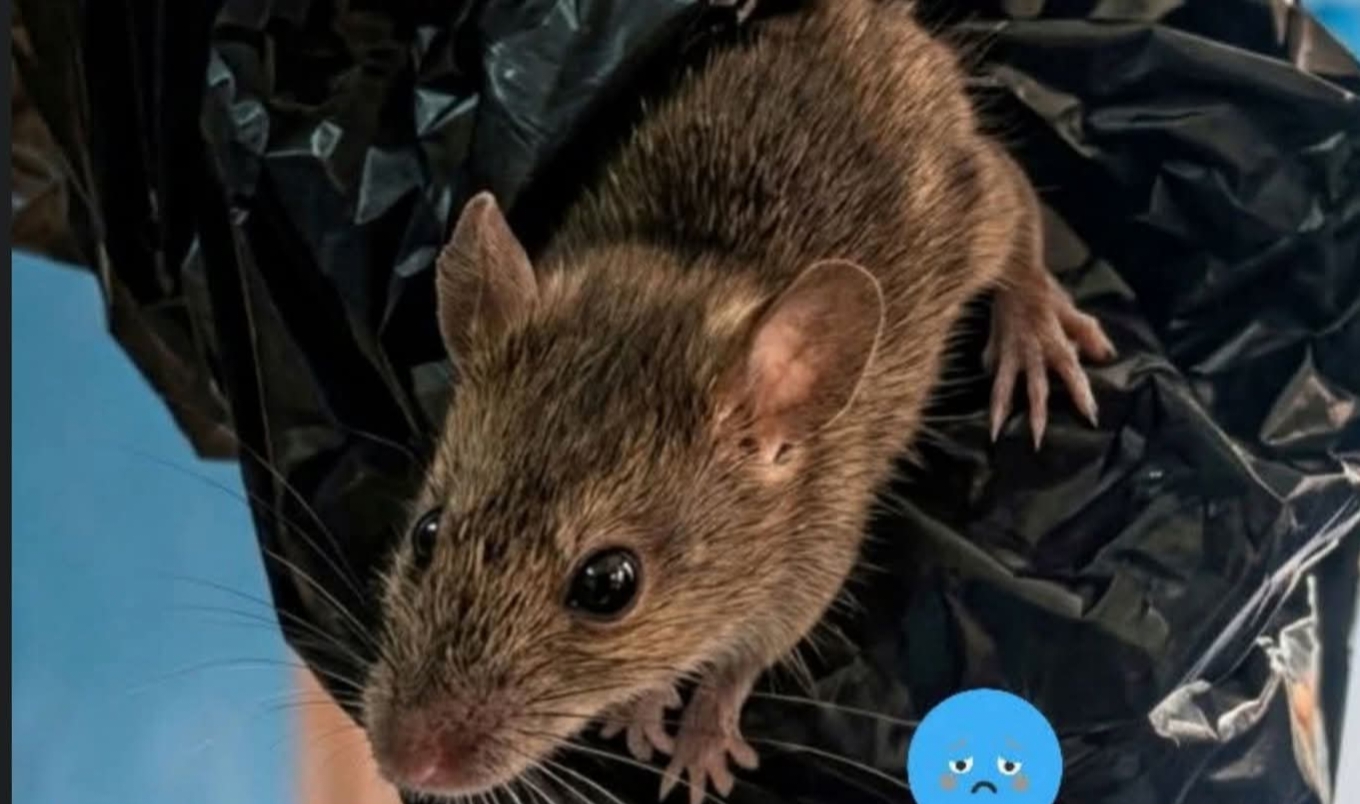 Seekor Tikus Keluar Dari Dalam Boks Berisi Tempat MBG