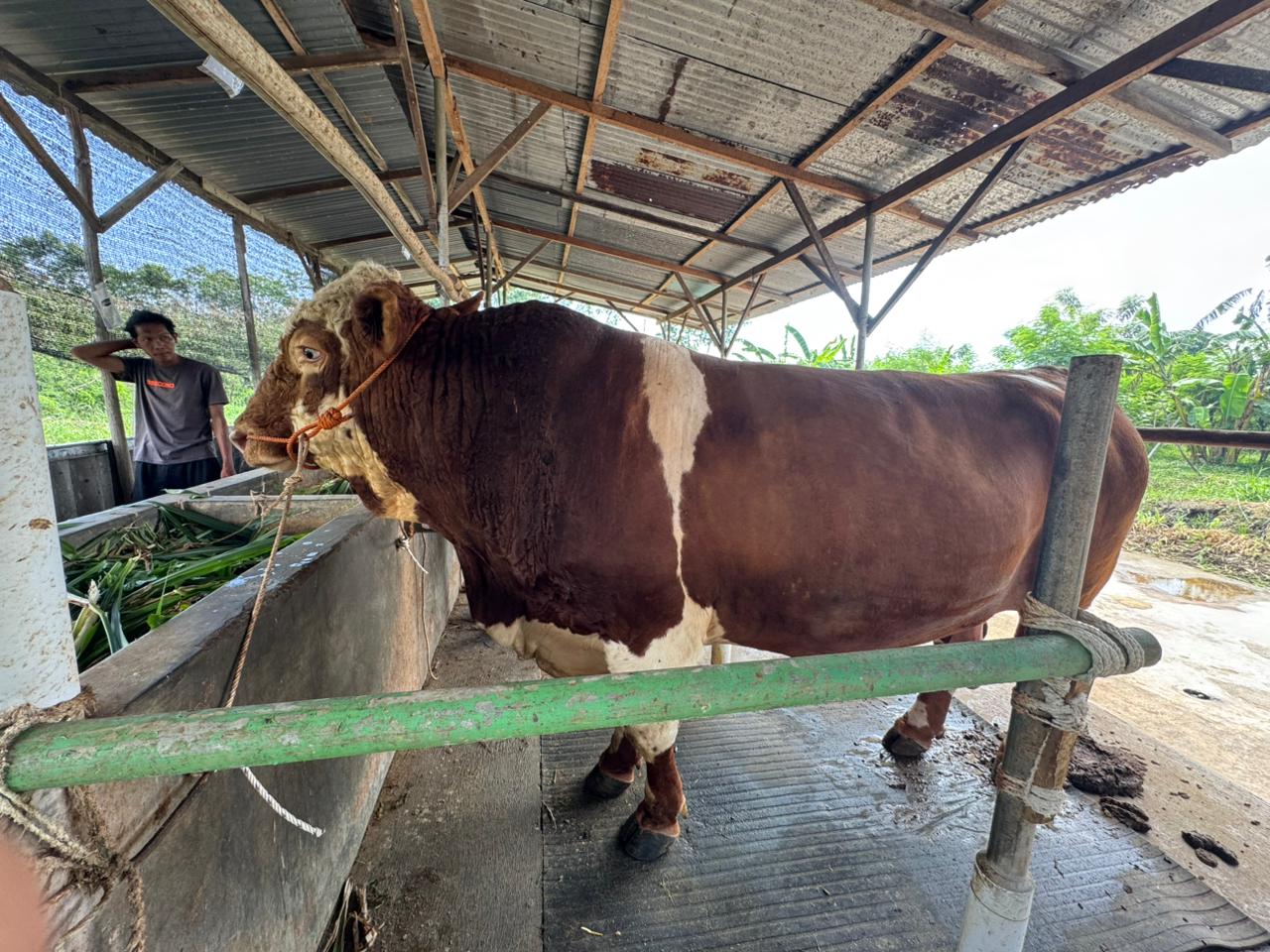 Tahun Ini, Sapi Kurban 1,1 Ton dari Presiden Prabowo Diserahkan ke Masjid Al Tsumairi Tegal