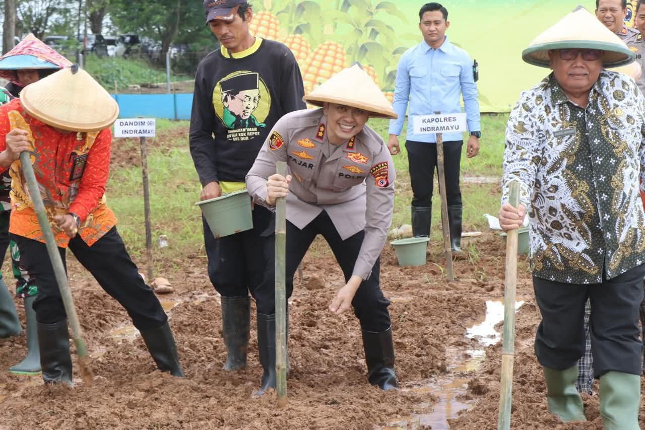 Polres Indramayu, Forkopimda & Kelompok Tani Ikuti Kegiatan Penanaman Jagung Serentak Seluas 750 hektare