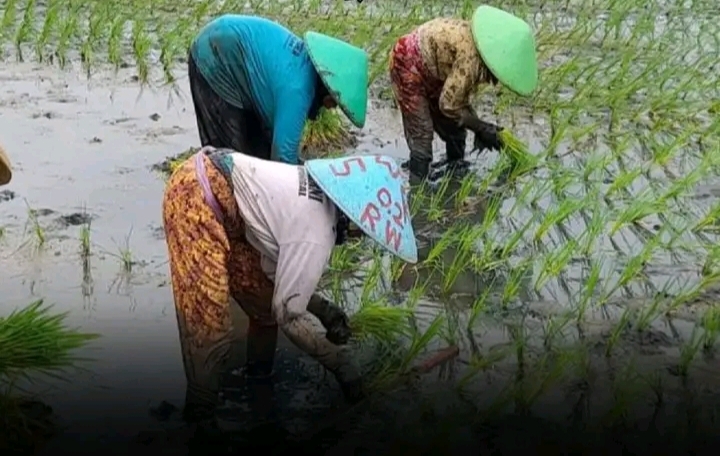 Subang Jadi Sorotan Di Sektor Pertanian Nasional